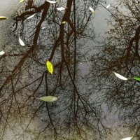 Осень. Отражение. :: Любимова Ольга 