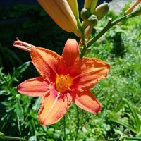 Цветы. :: Владимир Драгунский Цветы. :: Владимир Драгунский