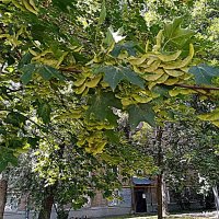 Цветы. :: Владимир Драгунский Цветы. :: Владимир Драгунский