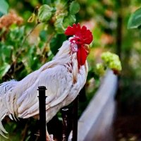 Хозяин птичьего двора... :: Николай Саржанов