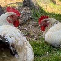 *** :: Сергей Адигамов