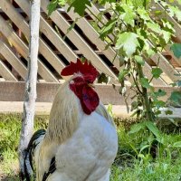 Директор птичника. :: Сергей Адигамов Директор птичника. :: Сергей Адигамов