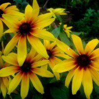 Солнышки :: Елена Семигина