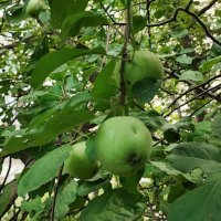 ,,, :: Сергей Тимоновский