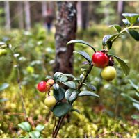 Брусничка. :: Валерия Комова