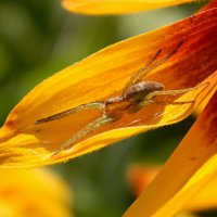 В засаде :: Александр Ковальчук