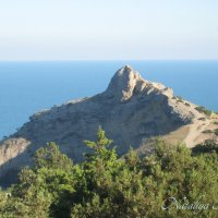 Природа Крыма :: Amazing Cosmea