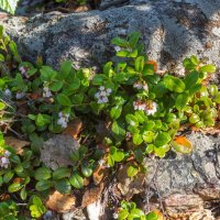 Краски лета. Цветущая брусника. :: Алексей Трухин Краски лета. Цветущая брусника. :: Алексей Трухин