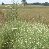 Шаги уходящего лета :: rimgis 