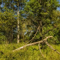 Лесная экзотика :: Петр Беляков