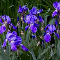 Ирис сибирский :: Aleksey Afonin