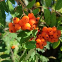 Август :: Валентина Богатко 