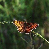 ** :: Зоя Мишина