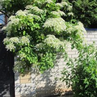 Ах, июнь ! :: Елена Шаламова