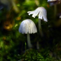 Живой  мох :: Геннадий Супрун