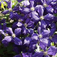 Уголок Эдема… :: Freddy 97