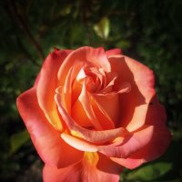 *** :: Лилия * *** :: Лилия *