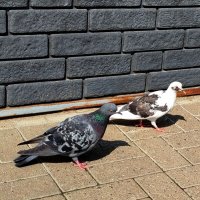 Парочка голубей :: светлана льдокова
