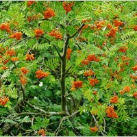 КУСТ... :: Elvira E. 