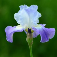 Лето в Ботаническом. Июнь. :: Наташа *****