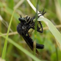 Муха Dasypogon diadema с добычей :: Константин Штарк