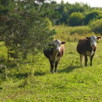 На пастбище :: Сергей Ц
