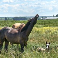 На пастбище :: Василий Дворецкий