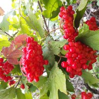 Август. :: Венера Чуйкова