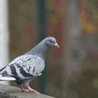 Любопытная :: Waldemar F.