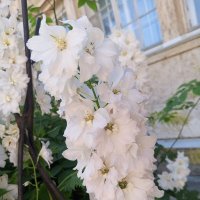 Дельфиниум :: Сапсан 