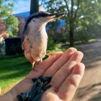 Поползень :: Сапсан 