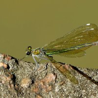 из снятого сегодня 5 :: Александр Прокудин