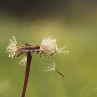 *** :: Елена Kазак (selena1965)