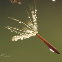 *** :: Елена Kазак (selena1965)