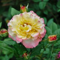 Роза августа :: Татьяна Машошина