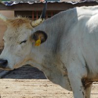 НЕ_ЗАБОДАЕТ :: Сергей Янович Микк