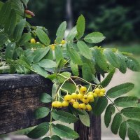 Рябина. :: Галина Левина