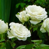 Белые розы :: Милешкин Владимир Алексеевич 