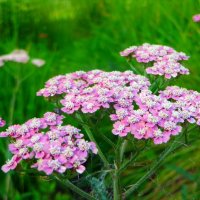 цветы :: марта Камушкина