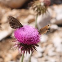 "ушастик" :: Светлана Баталий "ушастик" :: Светлана Баталий