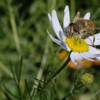 На ромашке. :: сергей ермошкин
