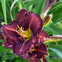 Лилия :: Петр 