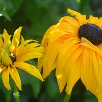 После дождя) :: Татьяна Лютаева После дождя) :: Татьяна Лютаева