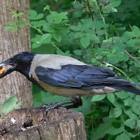 Вороне где-то бог... :: Лина 