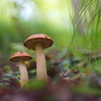 Грибные истории. Подосиновики :: Василий Прудников