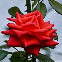 Прелестница :: Валентина *