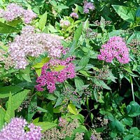 Цветы. :: Владимир Драгунский