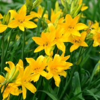 Июнь в Ботаническом... :: Наташа *****