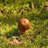 Гриб и мох :: Игорь Сикорский Гриб и мох :: Игорь Сикорский