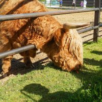 КОРМУШКА_МАЛА :: Сергей Янович Микк